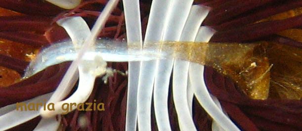 Cerianthus membranaceus